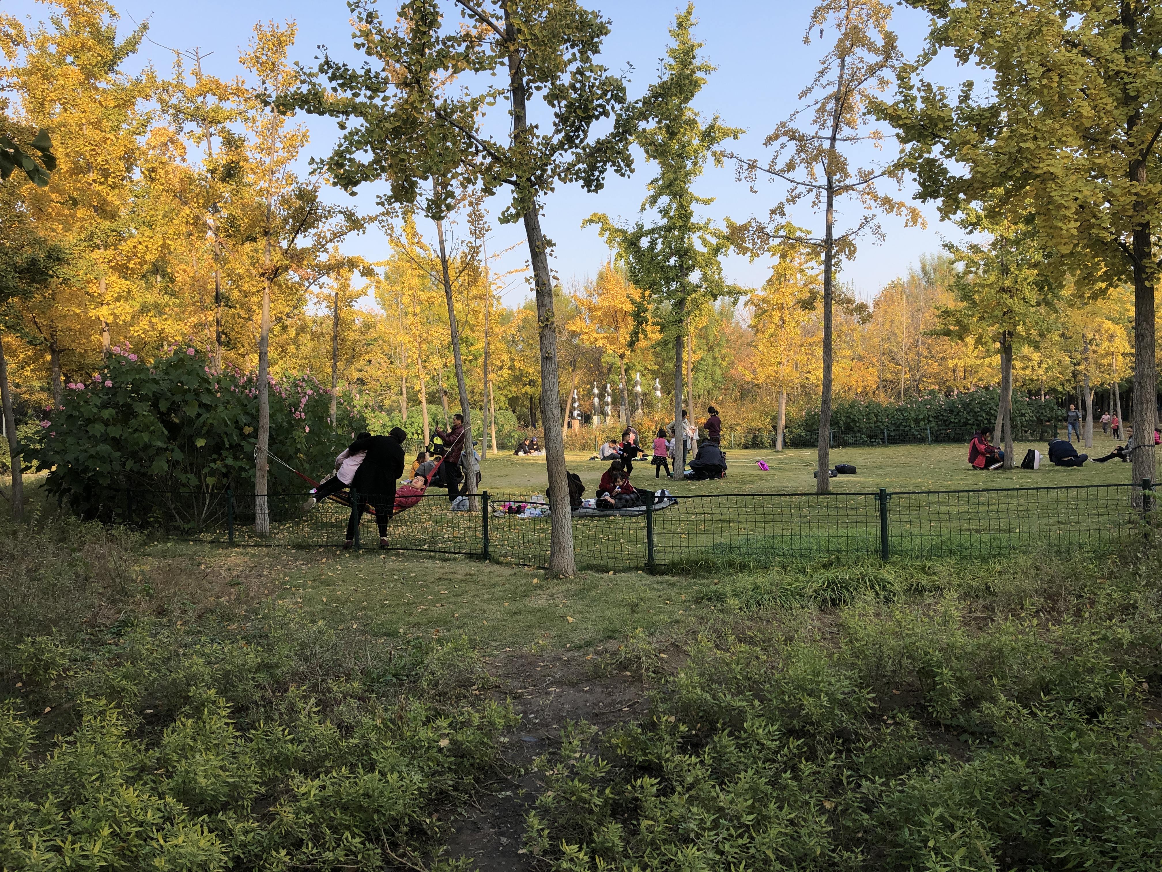 济南森林公园夏荷之美,雨后的济南森林公园美景让人陶醉