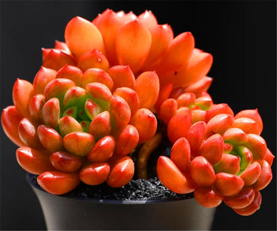 红宝石上色的最佳方法,红宝石怎么增色