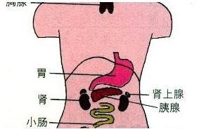 治白，从肠胃做起：10岁女儿白癜风痊愈，是妈妈的一个秘密