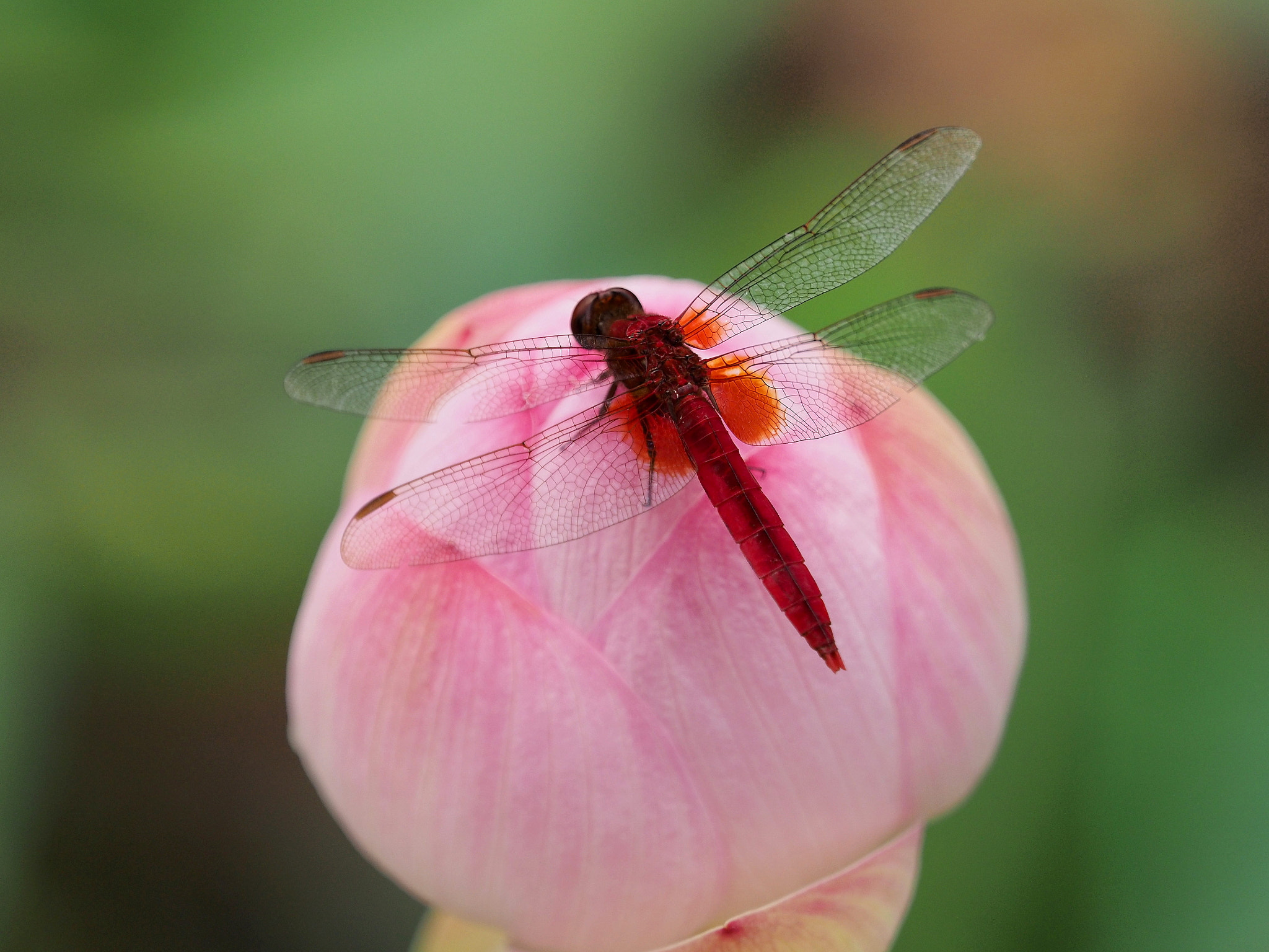 猩红的蜻蜓，隐形的翅膀