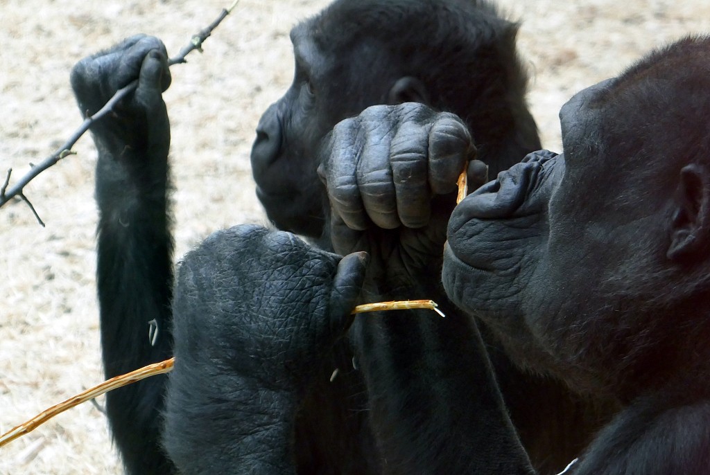 左撇子更聪明是真的还是假的,左撇子真的更聪明吗阅读答案