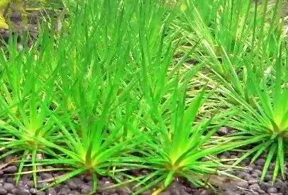 地里的野菜不认识拍照片怎么查,农田常见100种杂草图谱名称