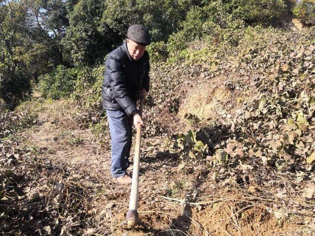 野生葛根有些什么用途,野生葛根的用处是什么