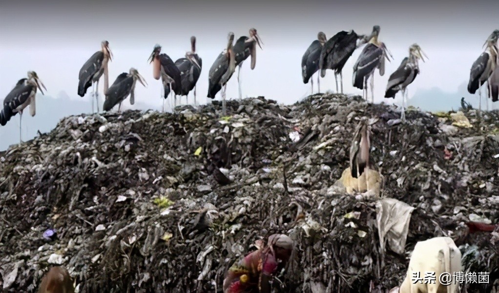 号称是病毒“死胡同”的秃鹰，胃酸可腐蚀金属，却也难逃人类毒手