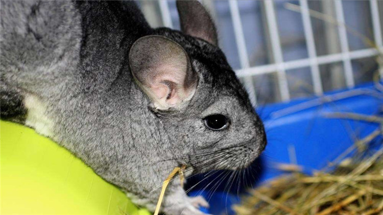 养仓鼠改掉咬笼子的这个坏习惯,仓鼠咬笼子嘴巴出血怎么办