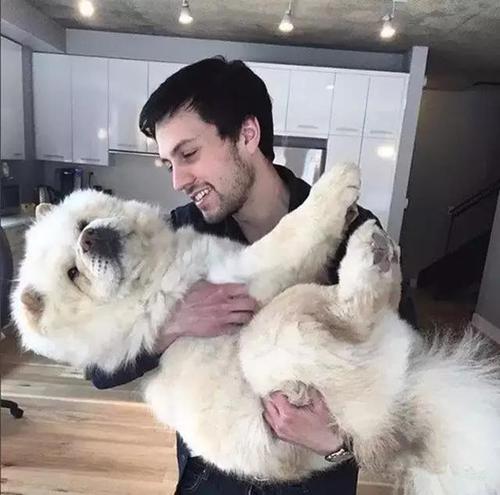 为什么松狮狗这么肥,为什么有人喜欢松狮