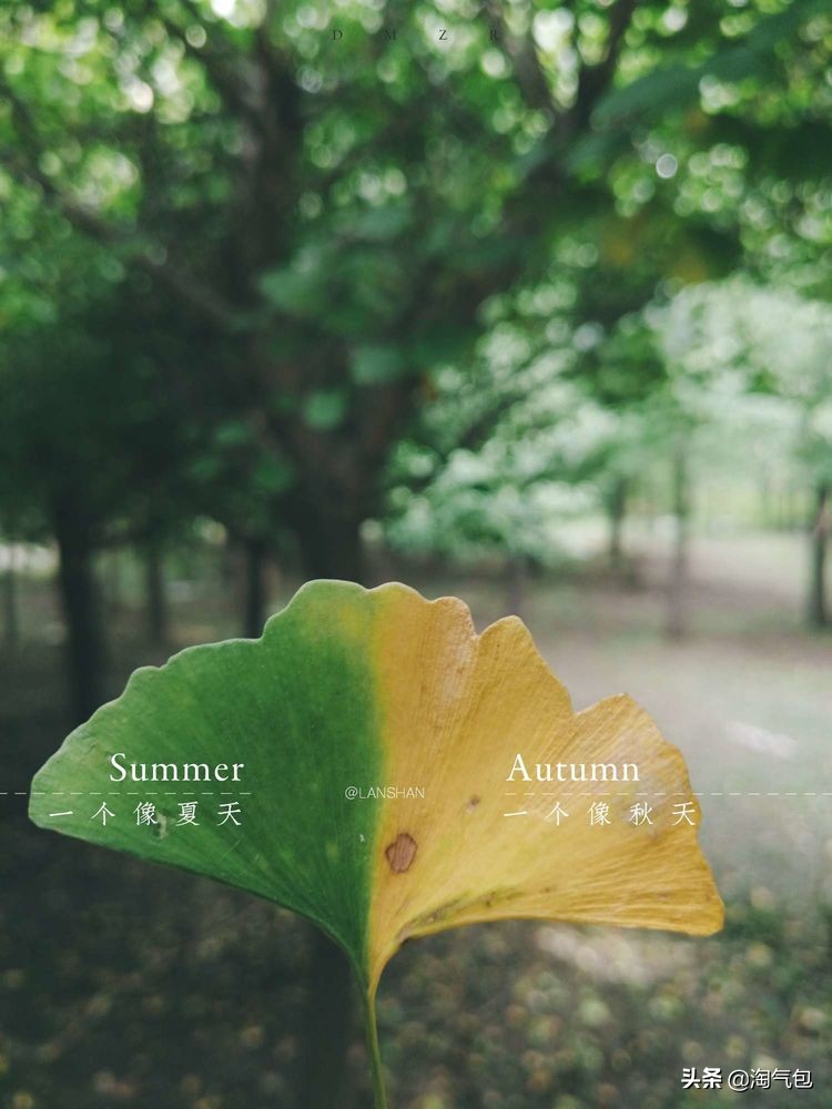 秋分愿生活恰如其分,人生恰如秋分生活恰如其分