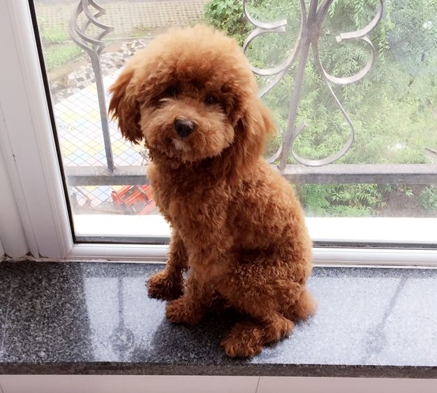 电子项圈制止泰迪吠叫,泰迪乱叫什么原因