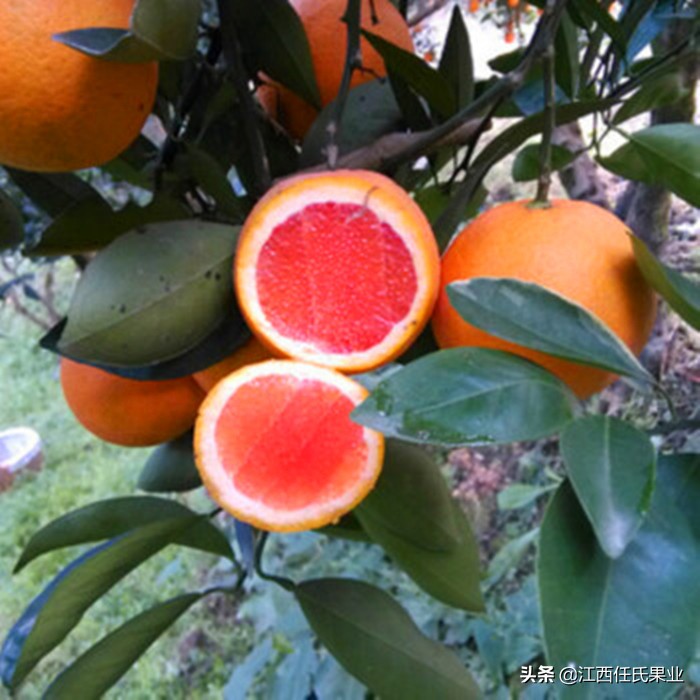 哪个品种的橙最好吃,国内橙子品质排行榜