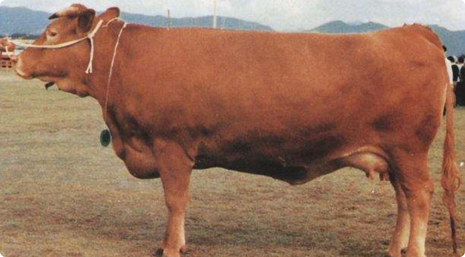 进口牛肉和国产牛的区别,和牛和顶级和牛的区别