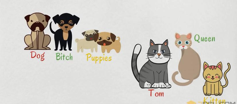 关于动物的英语短单词,初中英文的动物词汇