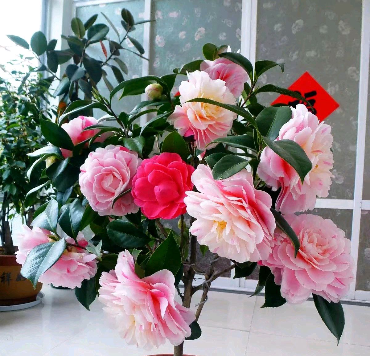 室外盆景搬进室内枯萎,室外养茶花叶子黄了