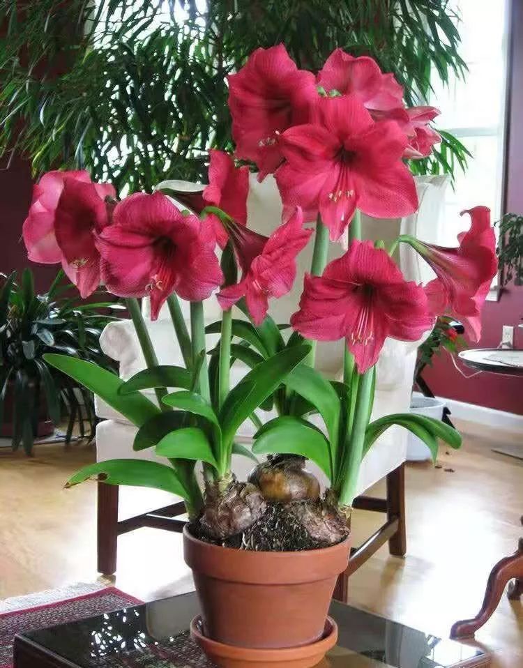 朱顶红为什么老是烂球,怎么才能让朱顶红不生小球