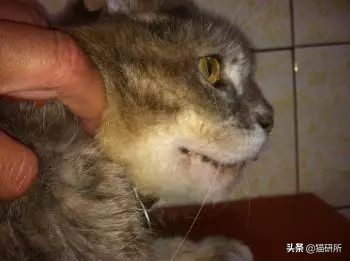 猫咪身上有小黑点怎么回事,猫咪毛里面有很小的小黑点是什么