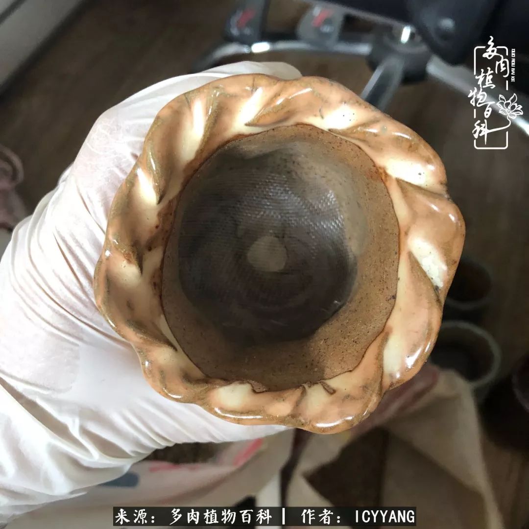 室内阳台多肉的养护方法,景天多肉养护