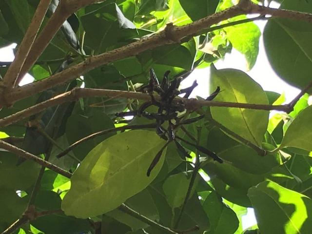 忘了传播种子的使命？捕鸟树被进化带偏，开始以“杀鸟为乐”？