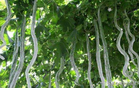 原产自印度,果实长达3米,种1株够全家人吃,如今被嫌弃没人种