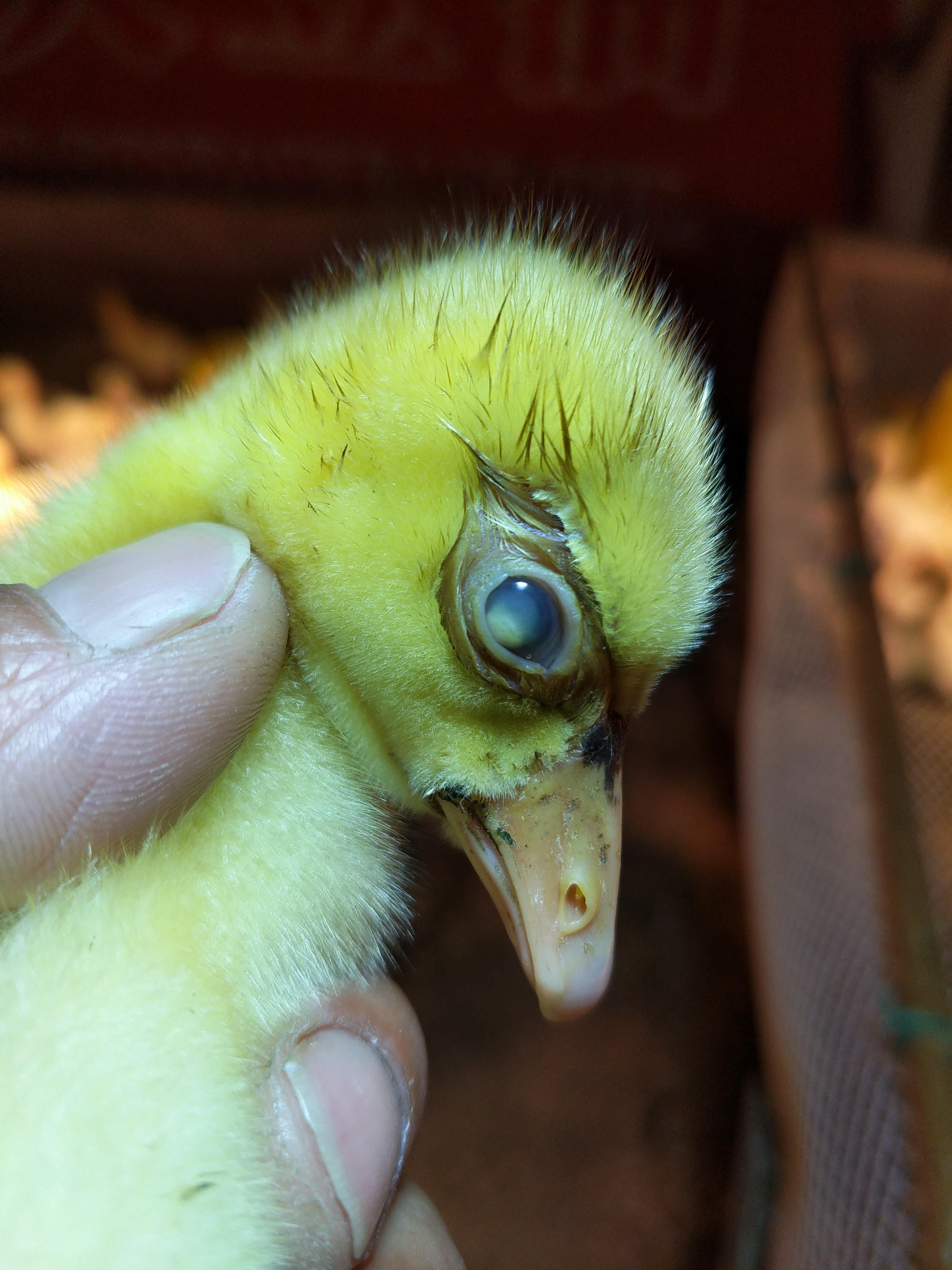 小鹅常见的几种病与治疗,养鹅1-70天的用药流程文字版