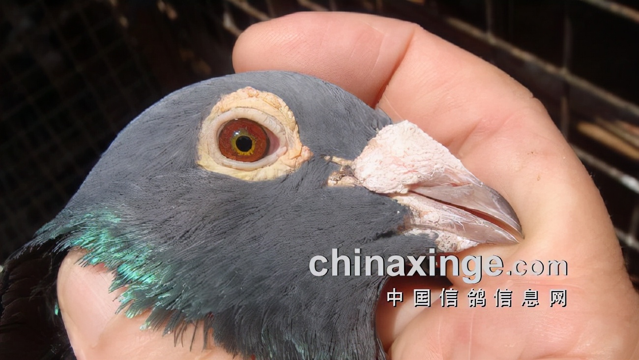 上海七旬老将的光耀：超远程结硕果公棚斩佳绩