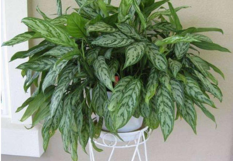 网购的植物好看又好养活的有哪些,网上买什么植物好看好养