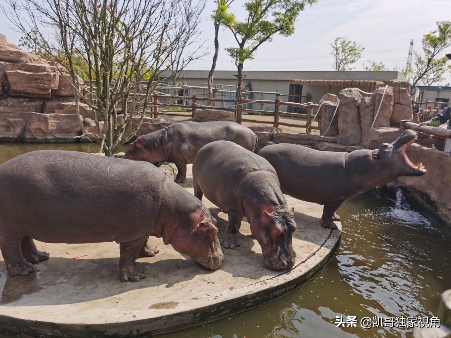 不一样的南通动物园,南通森林野生动物园和上海动物园