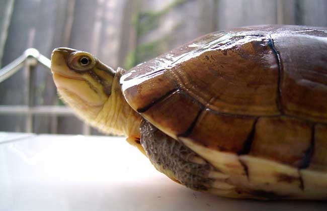 乌龟详细科普,常见乌龟的种类图画