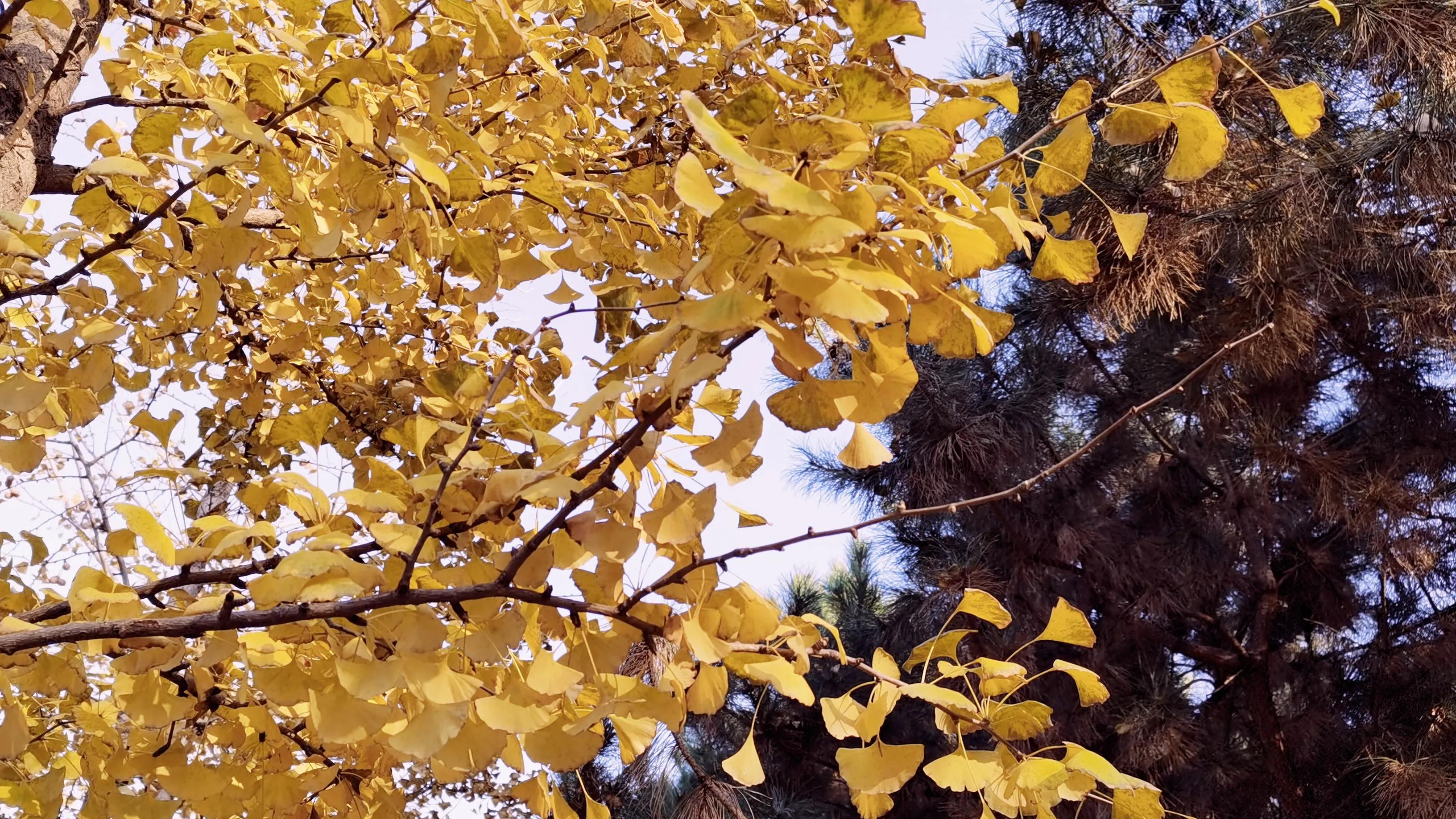 影响10万妈妈幸福绽放的～悠悠妈～成长日记4（我和老妈的战争）