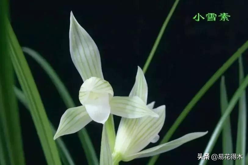 兰花春兰四大名品,兰花十大名品是哪些