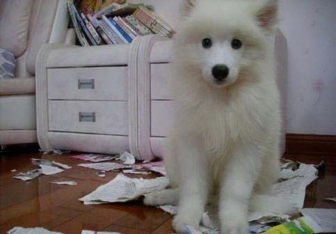 萨摩耶犬，用微笑天使的面孔，掩盖着它捣蛋魔鬼的心