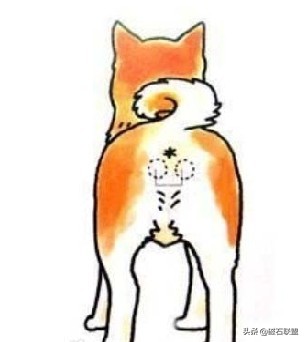 狗狗总是用屁屁蹭主人的腿,狗狗老是用屁股蹭你是什么意思