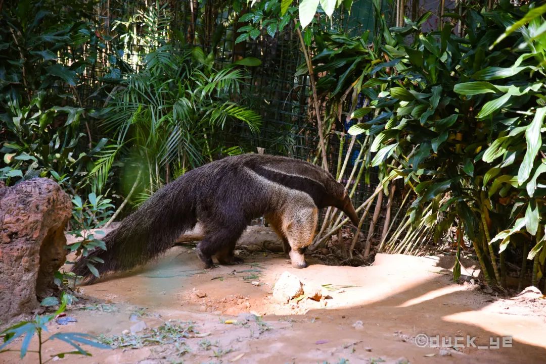 去广州长隆野生动物世界学到什么,5.1广州长隆野生动物攻略