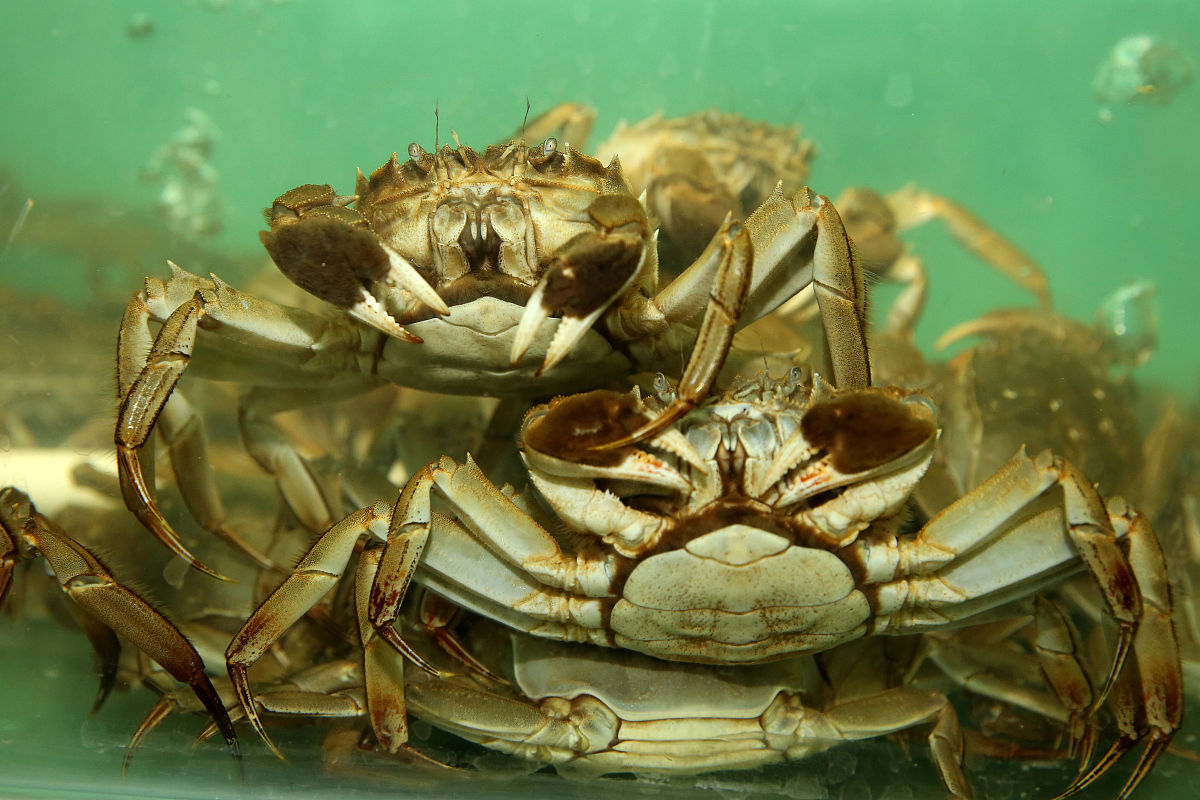 螃蟹公蟹怎么挑选才是正确的,螃蟹怎么选择公蟹还是母蟹好