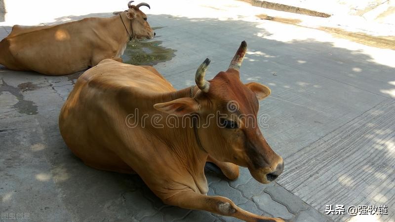 高温防止牛中暑,牛中暑的症状及治疗