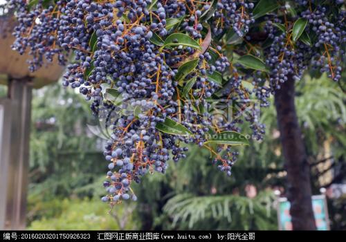 此味药材,街道边可能就有,能黑须发、强筋力、除百病、久服延年