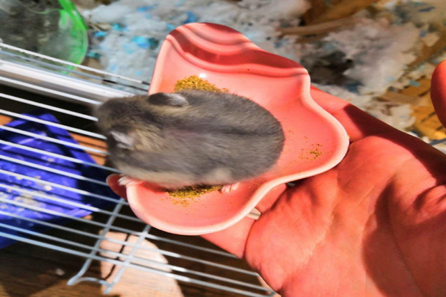 调皮仓鼠爱磨牙，化身磨粉机器，一晚上磨出半盆鼠粮粉