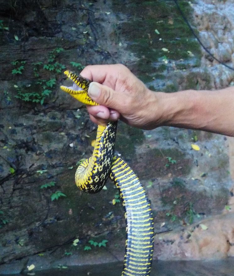 专家捕蛇技术,抓蛇高手徒手抓蛇