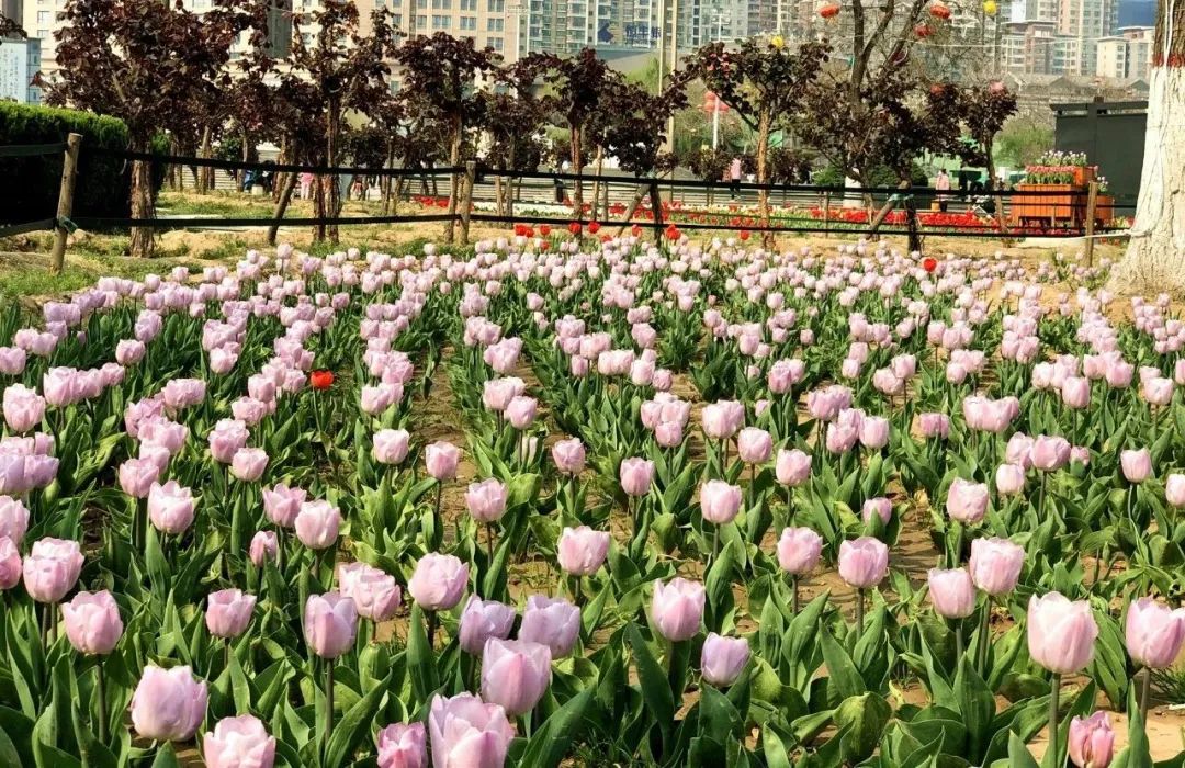 咸阳统一广场郁金香,咸阳郁金香花展在哪里
