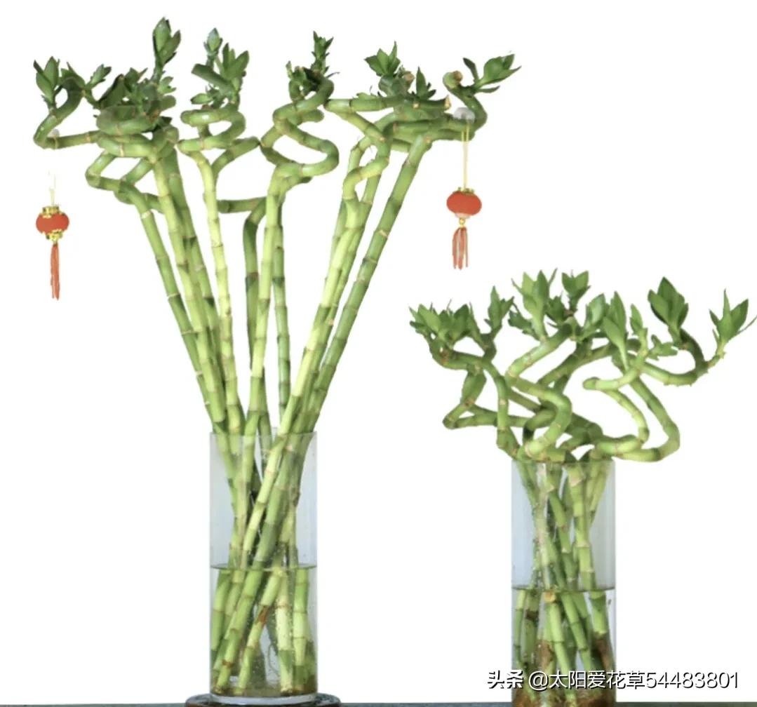 情人节20种礼物推荐,情人节520送什么颜色的花好