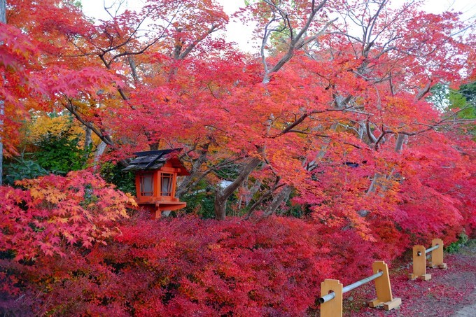 京都赏枫2022,京都赏枫必去景点有哪些好玩的