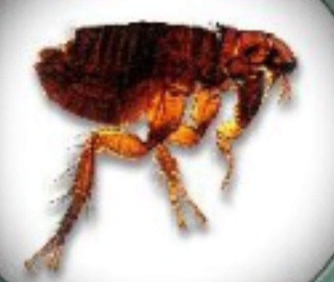 宠物皮肤病用药原则,宠物皮肤病最快治愈良药