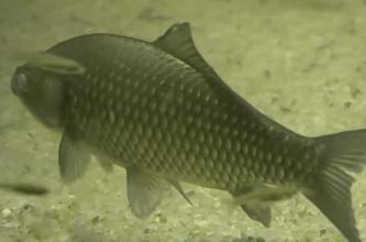 野钓鱼身上有没有寄生虫怎么看,钓上来的鱼会不会有寄生虫