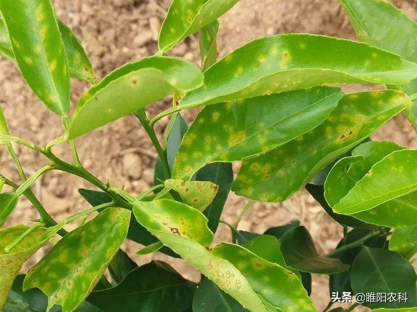 最新霜霉病新药,特效药百种病害