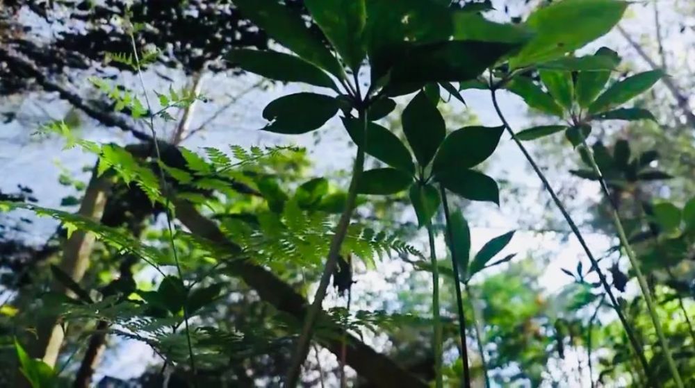 农村小伙白手起家挣千万,返乡种药材致富故事