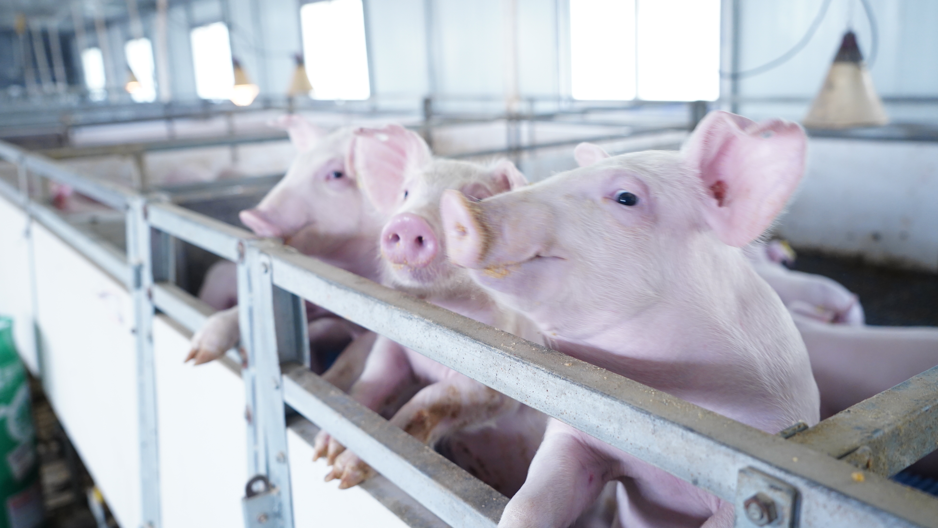 猪知乐母猪产后输液配方,母猪难产的原因及非手术处理办法