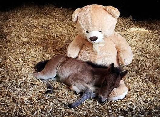 独眼聋哑女人生下两个女儿,母马生下双胞胎