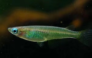 小时候的稻田鱼,小时候稻田里很小的鱼