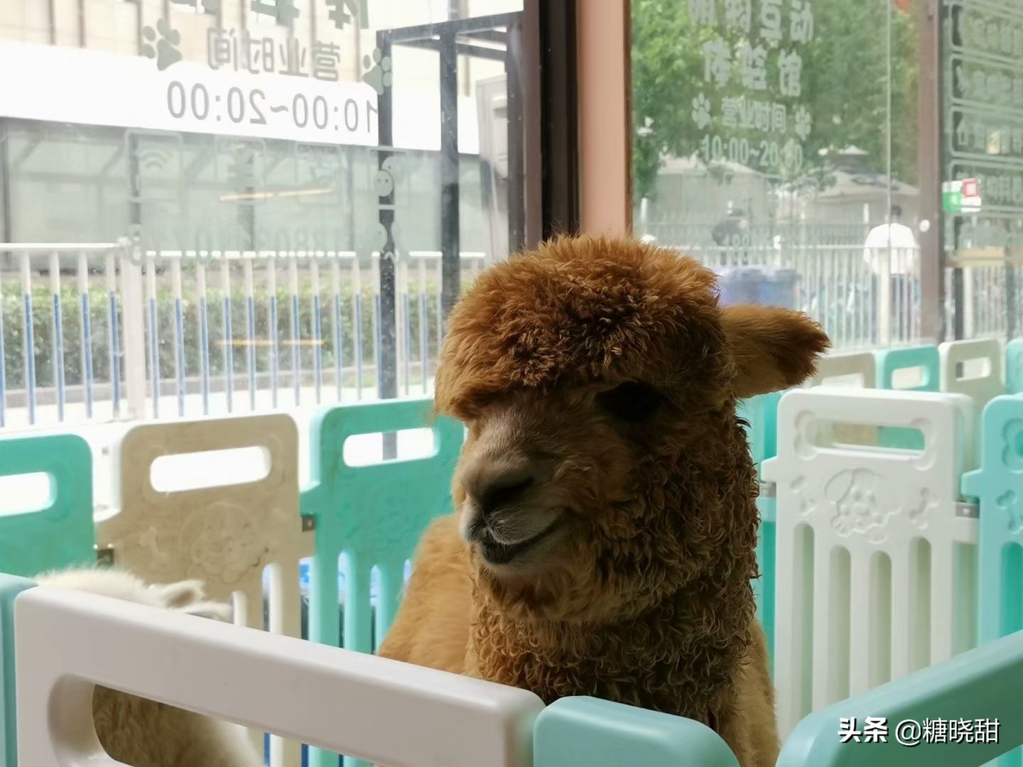 龙猫土拨鼠蜜袋鼯,龙猫真是太可爱了心都要被萌化了