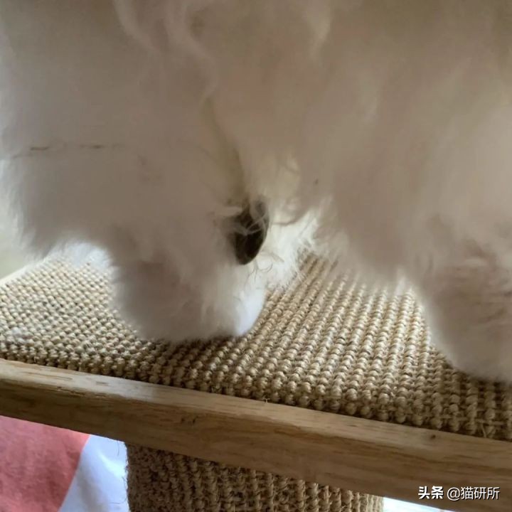 猫咪老是把屎踩的到处都是,猫咪踩屎在脚上