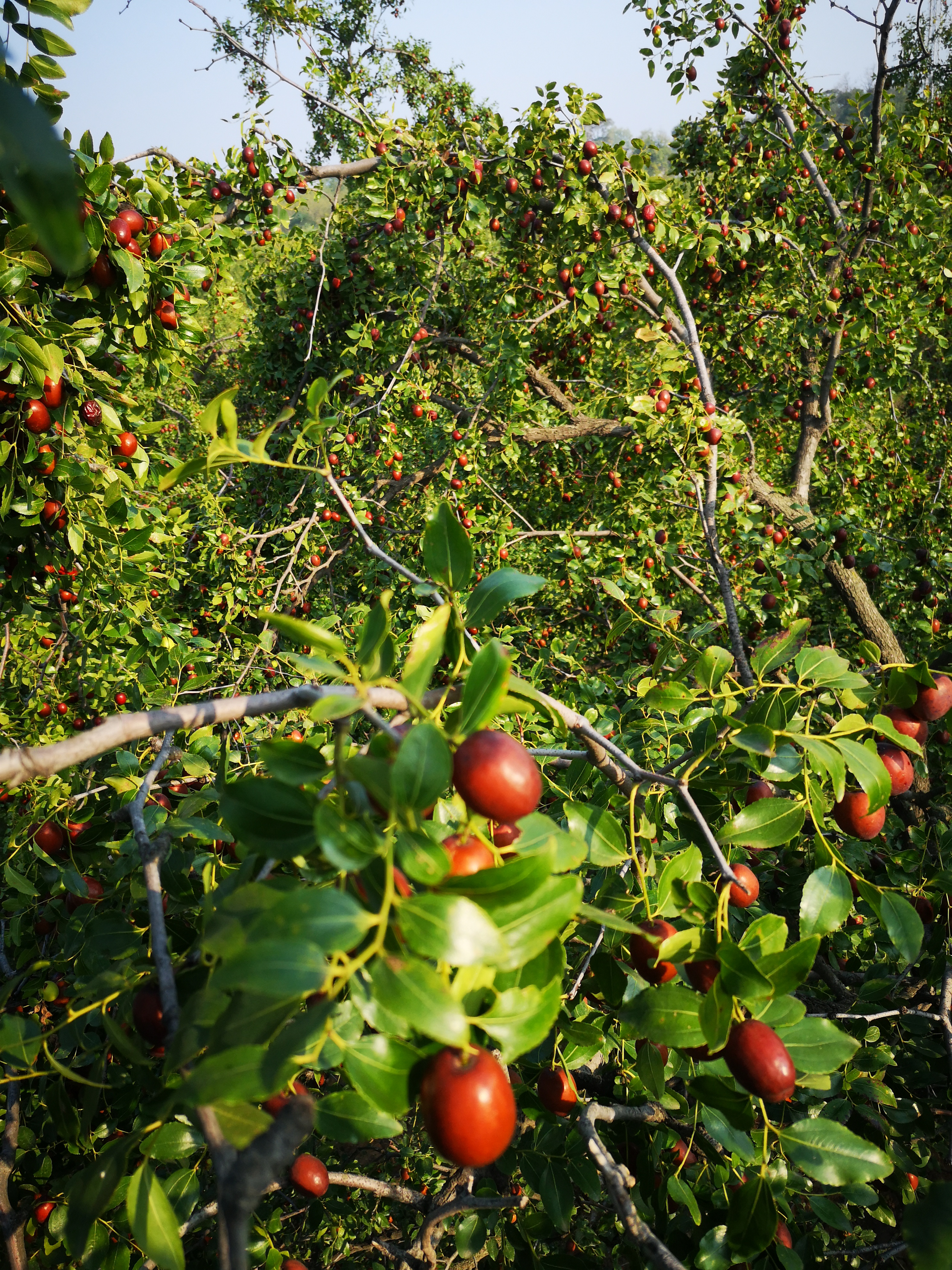 璐℃灒楠忔灒鐏版灒,璐℃灒鍥藉
