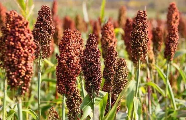 白酒的痛点有哪些,清香型白酒痛点